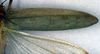 CollectionObject 1500441; cd479579-53af-46a4-b2bb-41f2d7035c70: right tegmen (syntype of Mataeus longipennis). (CollectionObject).