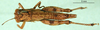 CollectionObject 1501085; 1abf8c68-9c5f-4a80-a67e-9333896b8926, DORSA BA000026S01: female, dorsal view (holotype). (CollectionObject).