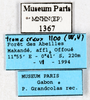 CollectionObject 1587339; MNHN(SF IMPORT DUPLICATE) MNHN-EP-EP1367, b64fef23-3214-488b-847a-ecadcead67fb: CC BY-NC-ND 4.0/MNHN - Depraetere Marion - 2014. Non type, female. Specimen number: MNHN-EP-EP1367. http://coldb.mnhn.fr/catalognumber/mnhn/ep/ep1367. (CollectionObject).