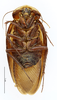 CollectionObject 1587509; MNHN(SF IMPORT DUPLICATE) MNHN-EP-EP835, d2bc1af9-b523-4d19-8050-448b01301d9e: CC BY-NC-ND 4.0/MNHN - Depraetere Marion - 2014. Type, male, of obscura Chopard, 1929. Specimen number: MNHN-EP-EP835. http://coldb.mnhn.fr/catalognumber/mnhn/ep/ep835. (CollectionObject).