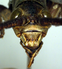 CollectionObject 1500516; fe0bf33e-5d10-4073-9d1b-99cb5faa737b: face (holotype). (CollectionObject).