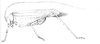 Parascudderia (Parascudderia) dohrni Brunner von Wattenwyl, 1891: Fig. 24. female habitus (pronotum length 5.5 mm, tegmina 31 mm, hind femora 25 mm, ovipositor 8 mm). (Otu).