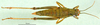 CollectionObject 1502766; 88ef67ed-7125-41d3-8c7e-bbf9f6d11b21: female, dorsal view (allotype of Zubovskya mandshurica). (CollectionObject).