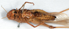 CollectionObject 1506407; c29c3ffd-d756-4ac0-9c8f-cefe0c4f8abd: female, ventral view (syntype). (CollectionObject).