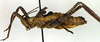 CollectionObject 1500392; 5dac48c4-6049-4ff4-9fbc-43d3a72e5cba, DORSA BTpolineS01: male, lateral view (syntype). (CollectionObject).