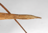 CollectionObject 1563545; 0d1ac188-f02d-45c5-8a87-321a121be81d: copyright ZMHB, Berlin. female: end of abdomen, lateral view (syntype). (CollectionObject).