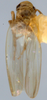 Habitus, dorsal view on Anzygina Fletcher & Larivière, 2009: Habitus (A. zealandica Myers, USNM collection). (Observation).