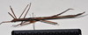 CollectionObject 1558559; d175cf57-13bf-4202-bdc4-79a45254a6cc: copyright NTUC. female, lateral view (syntype). (CollectionObject).;CollectionObject 1558560; 79f3f8cc-d56f-40aa-b01f-edb53ef13999: copyright NTUC. female, lateral view (syntype). (CollectionObject).