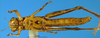 CollectionObject 1505370; 939d45b6-a1f9-4eda-b34e-04115791fd5b: female, ventral view (holotype). (CollectionObject).