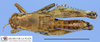 CollectionObject 1514667; MLP4141', d9e15fa4-58fc-457d-b773-d975302e5058: female, dorsal view (paratype). (CollectionObject).