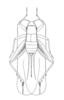 Paracophella caribbea Hebard, 1928: Plate III. Fig. 1 (after type). female, dorsal view. (Otu).