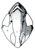 Head: !! display not done !! on Scaphytopius elegans (Van Duzee, 1890): Scaphytopius elegans, face. (Observation).
