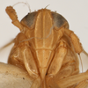 Head on Delphacodes turgidus Beamer, 1948: (Observation).