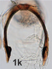 Anal tube processes on Bretega linnavuorii Stiller, 2017: Anal tube process, caudal view. (Observation).
