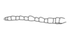 Sciaphilacris alata Descamps, 1976: Fig. 11. male, antenna. (Otu).