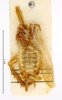 CC BY-NC-ND 4.0/MNHN - Depraetere Marion - 2014. Type, male, of Supella vicina Chopard, 1958. Specimen number: MNHN-EP-EP1463. http://coldb.mnhn.fr/catalognumber/mnhn/ep/ep1463. Depicts CollectionObject 1587622; MNHN(SF IMPORT DUPLICATE) MNHN-EP-EP1463, 3e6962f4-db37-4a6e-86f9-f2003f8917f3, a CollectionObject.