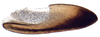 Ovipositor: Magnentius clavatus, 3rd valvula (INHS). (Observation).