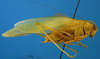 male, lateral view (holotype). Depicts CollectionObject 1521372; 009228f6-be48-4c84-9e02-146f27ee1560, a CollectionObject.