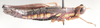 Euschmidtia uvarovi Descamps, 1964: female, lateral view. (Otu).