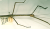 CollectionObject 1557661; 11242db1-c664-4a8f-9912-431d4cb1f727: copyright RMNH, Leiden. female: head and thorax, lateral view (holotype). (CollectionObject).
