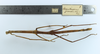 CollectionObject 1557614; b51ec054-4286-4bcc-ac1b-b1b8dbf5fb60: copyright MZUSP. female Canuleius grandis, dorsal view (lectotype). (CollectionObject).