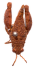 CollectionObject 2627946; CNMS 18, 8bdef611-a9fc-4a78-bb72-7e16b318f0c1, CNMS 18: dorsal view. male (paratype). (CollectionObject).