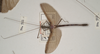 CollectionObject 1560849; 4101d71e-1523-4797-8024-8c5ff66e4919: copyright OUMNH. male (holotype). (CollectionObject).