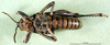 CollectionObject 1501169; a7d2d70e-e8b8-4369-b91f-5d0ce3bd65c6: male, ventral view (holotype). (CollectionObject).