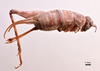 CollectionObject 1538196; d985bb37-c120-4a18-9ffd-623094f782fb: female, lateral view (holotype). (CollectionObject).