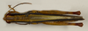 CollectionObject 1527233; 5fdc4e60-4696-4063-b868-c0e41b0bf30b: male, dorsal view (holotype). (CollectionObject).