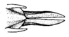 Coscineuta matensis Rehn, 1918: Pl. 18, Fig. 11. ovipositor, dorsal view. (Otu).