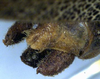 CollectionObject 1531370; NMW 4876, 7528f25f-e97e-4687-9714-84ace6f15c15: male cerci (holotype). (CollectionObject).