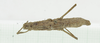 CollectionObject 1563973; 273a9b28-8be4-470b-a9c4-7f5dcdee4ab6: female, dorsal view (holotype). (CollectionObject).