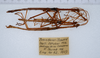 CollectionObject 1576626; ZMUH Eing. Nr. 92, 1937, 1cf148a6-a96e-4245-ad55-0619c28f88c7: copyright ZMUH, Hamburg. male (paratypes). (CollectionObject).