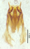CollectionObject 1523748; 071e3a34-192a-494b-b3e3-841cb0e77d21: male genitalia, ventral view (holotype). (CollectionObject).