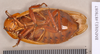 Jagrehnia testacea (Brunner von Wattenwyl, 1865): Holotype, female, ventral. BMNH(E)#878087. (Otu).