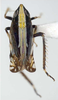 Habitus, dorsal view on Xerophytacolus tubuverpus Stiller, 2012: Habitus (male). (Observation).