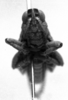 CollectionObject 1506190; 162e58ee-2f38-4fe8-a4b8-788fc5ed5957: Image Carbonell, C.S. male, frontal view (syntype or lectotype). (CollectionObject).