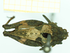 female, dorsal view (syntype). Depicts CollectionObject 1586196; 135ce65f-5c22-4864-a8ec-f441d277dd41, a CollectionObject.