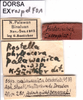CollectionObject 1578004; 1a625824-0f86-414f-9a92-0e852f6363b2, DORSA EXrospalF01: labels. (CollectionObject).