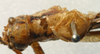 CollectionObject 1520629; 1c2988d0-de89-4829-9699-883c7f7be7aa: male, dorsal view (paratype of Poecilimon caspicus). (CollectionObject).