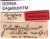 CollectionObject 1537586; 46cf6799-a618-4e90-b682-6c9ea64a7b55: labels (holotype). (CollectionObject).