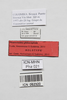 CollectionObject 1563960; a5a68ef7-4979-455c-afa5-e9168e429689: female, data labels (holotype). (CollectionObject).