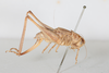 CollectionObject 1475709; bced1609-a909-4c85-a40e-1e5e2a1ef9df: Female, lateral view (syntype). (CollectionObject).