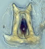 Aedeagus, ventral view: (Observation).