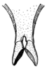 Ancistrocercus (Mystrostylus) amplipennis (Caudell, 1918): Fig. 233. male tip of subgenital plate (total length 6 mm, styli 2.3 mm). (Otu).