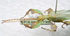 CollectionObject 1580939; SPM SP/EPH/01790, e341b617-0d87-4ac0-ab5b-fa922526c9b0: copyright SPM, Kinabalu. male: head & thorax (holotype). (CollectionObject).