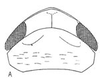 Head: !! display not done !! on Citorus rugipennis (Linnavuori, 1959): head, dorsally. (Observation).