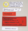 CollectionObject 1563695; 609f330d-bee3-4b29-b057-9f18317d43e0: copyright Natural History Museum, London. female, data labels (paratype). (CollectionObject).;CollectionObject 1563696; b7e131b1-06c5-4ea4-bf05-d82fe43432f9: copyright Natural History Museum, London. female, data labels (paratype). (CollectionObject).