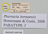 CollectionObject 1572755; NHMUK(SF IMPORT DUPLICATE) 845368, dee61c87-55d1-4b8c-8255-120f91e65e6c: copyright Natural History Museum, London. male, data labels (paratype). (CollectionObject).